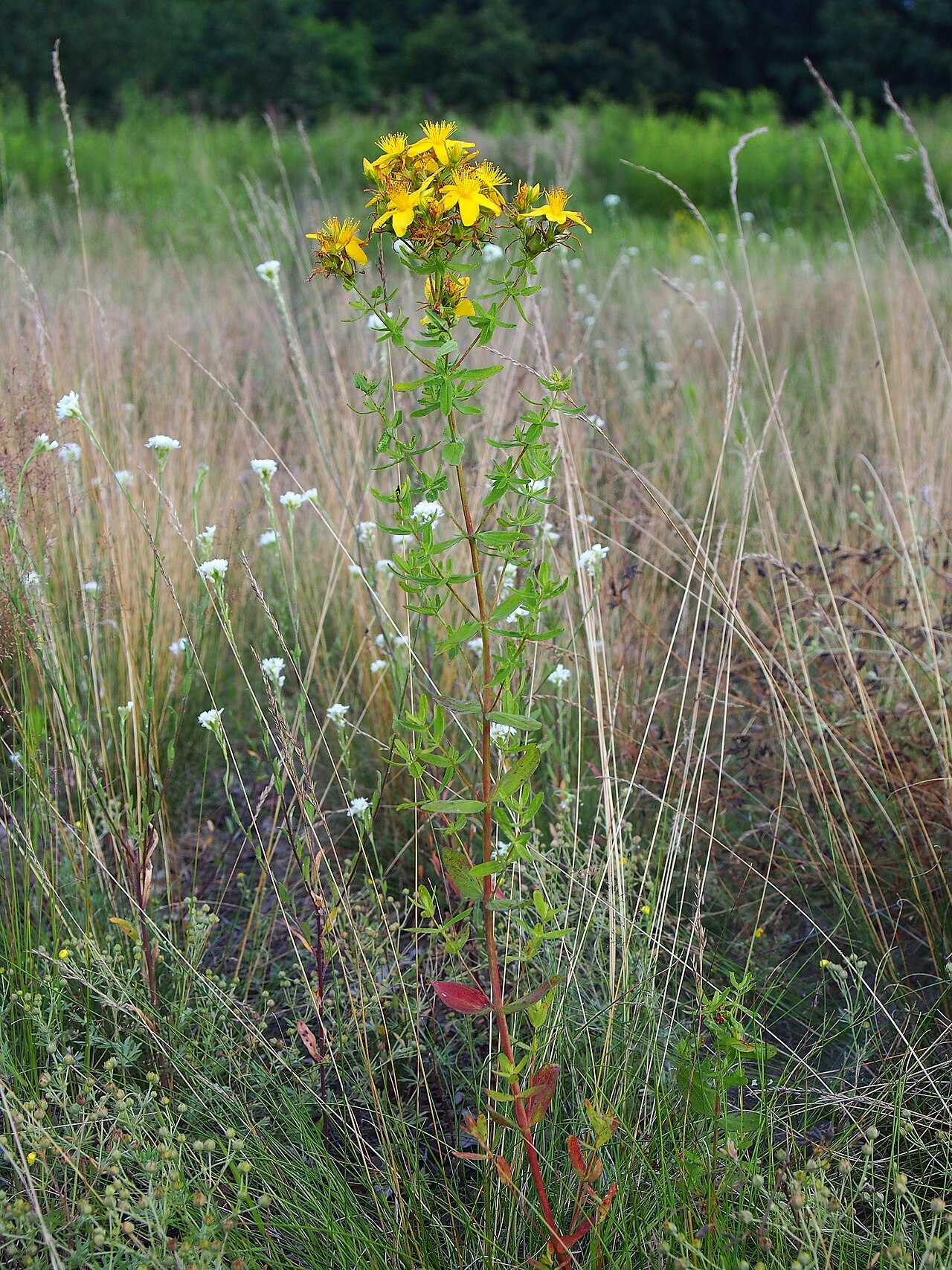 St. John's wort (Hypericum perforatum) in flower, the plant discussed in this conversation.