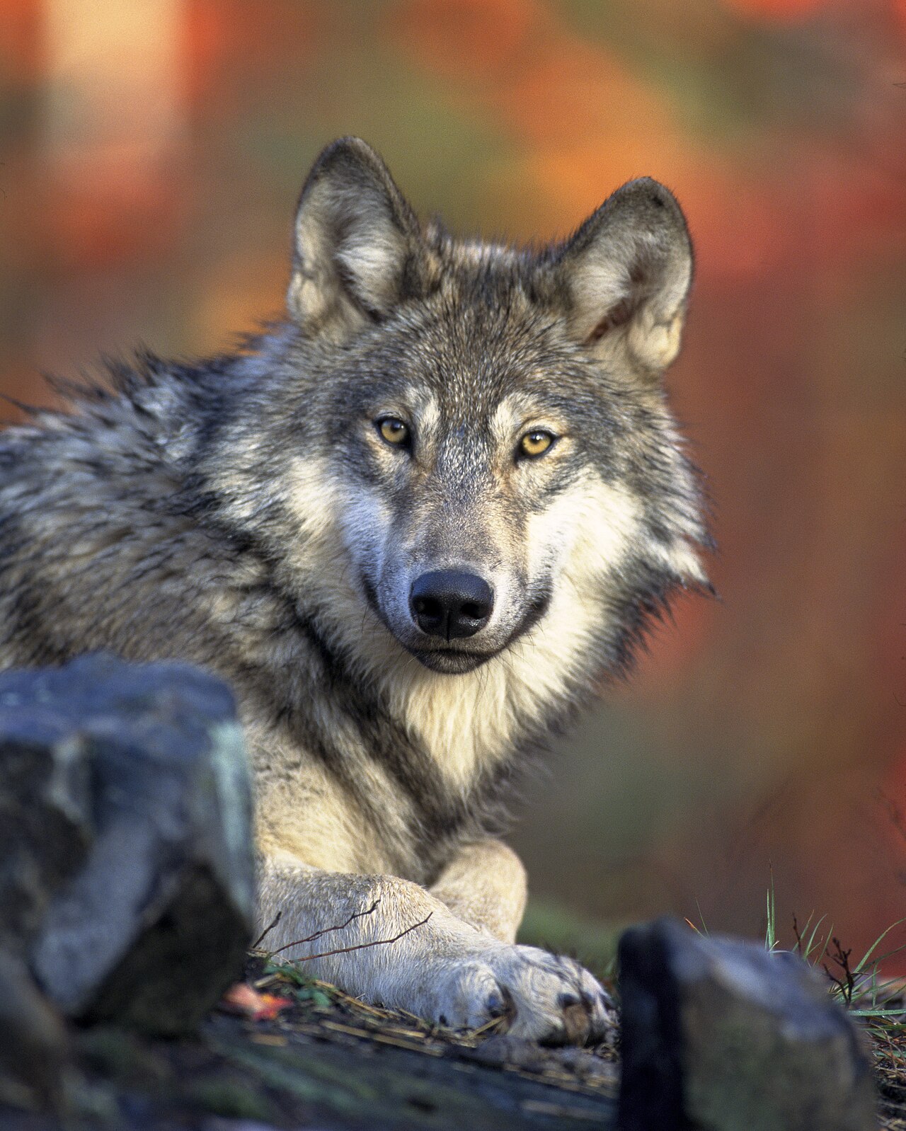 A gray wolf, for comparing ears, muzzle and tail with the dogs