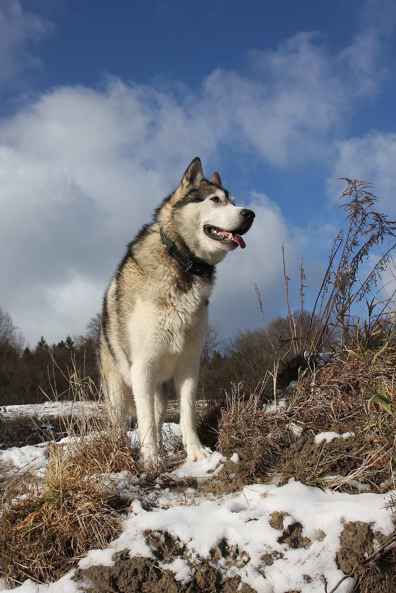 An Alaskan Malamute, a heavier freight-type sled dog