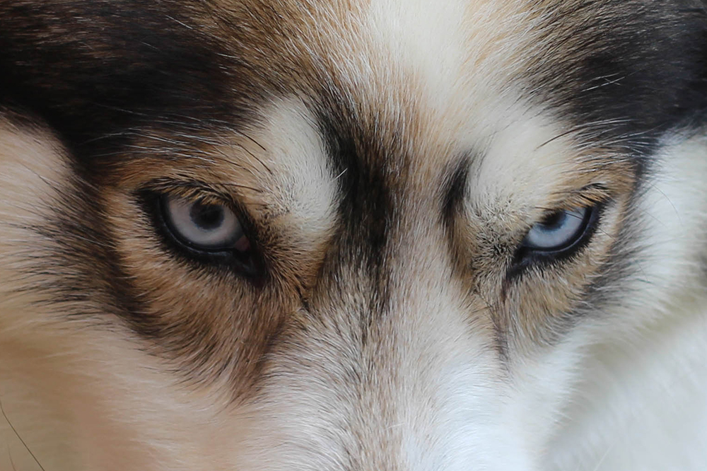 A Siberian Husky with blue eyes, a common trait in the breed