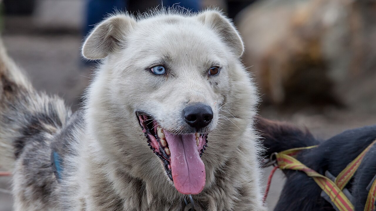 A Siberian Husky, a breed often used in sled teams, with the thick coat and wolf-like features discussed here.